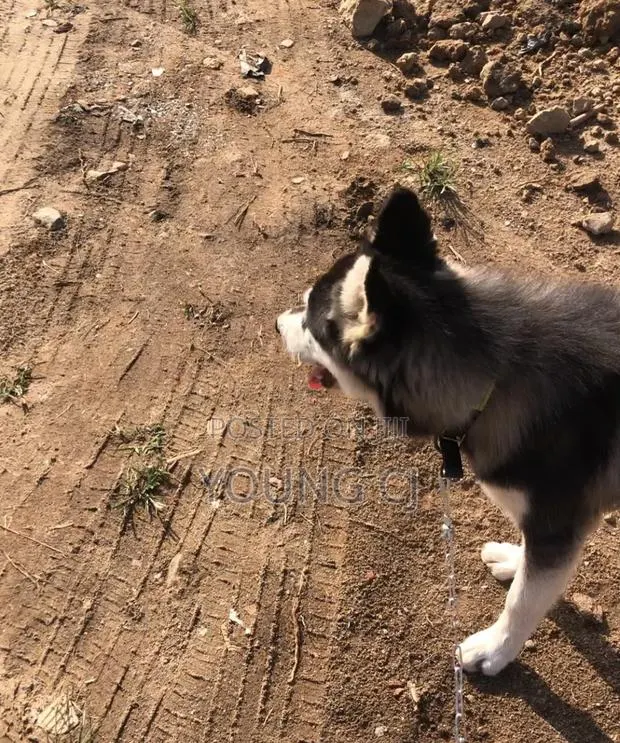 Husky for Crossing · Photo 3