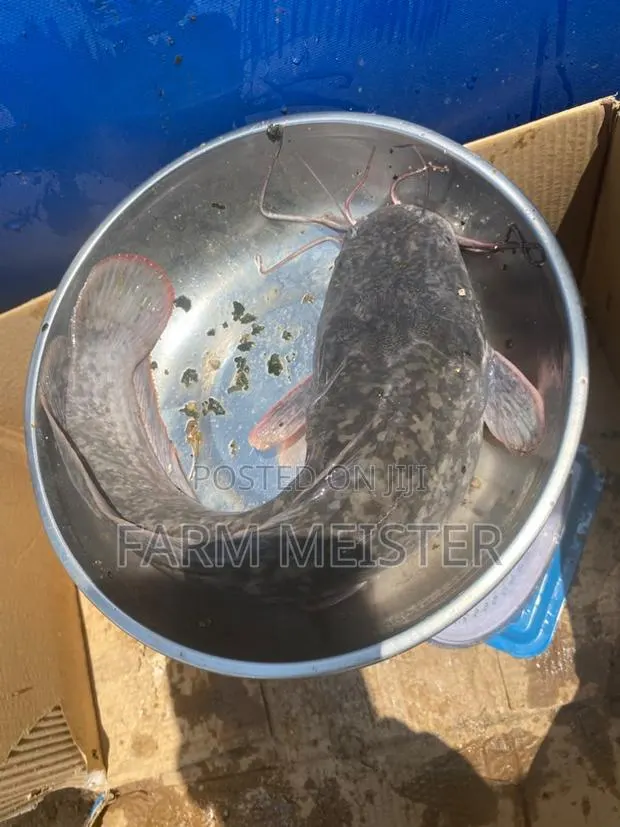 Premium Catfish (500g+) – Wholesale & Retail · Photo 1