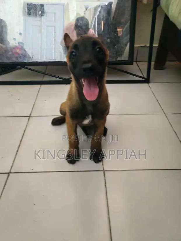 1-3 months Male Purebred Belgian Malinois · Photo 1
