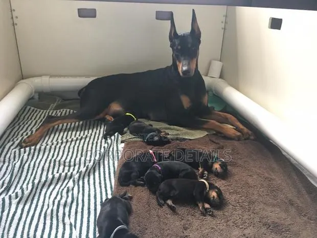 1-3 months Male Purebred Doberman Pinscher · Photo 1