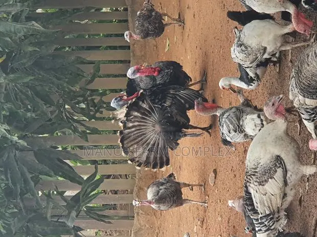 All Ages Upto Fully Matured Turkeys Available · Photo 1