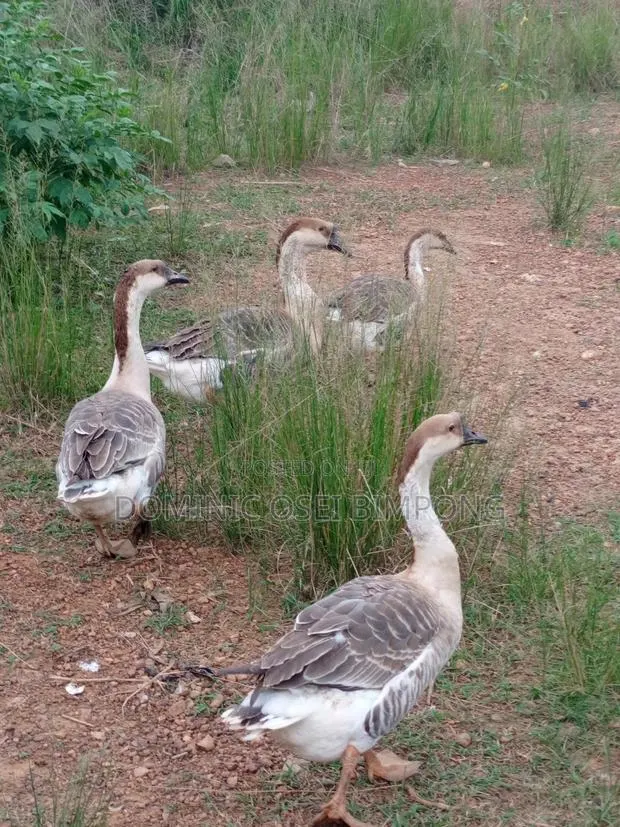 Chinese Geese · Photo 1