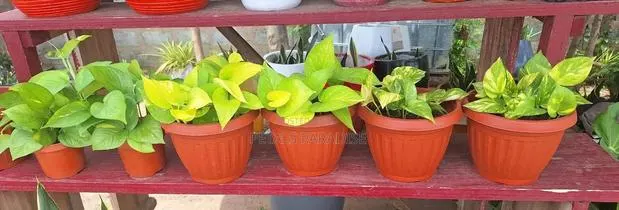 Money Plant for Sale · Photo 1