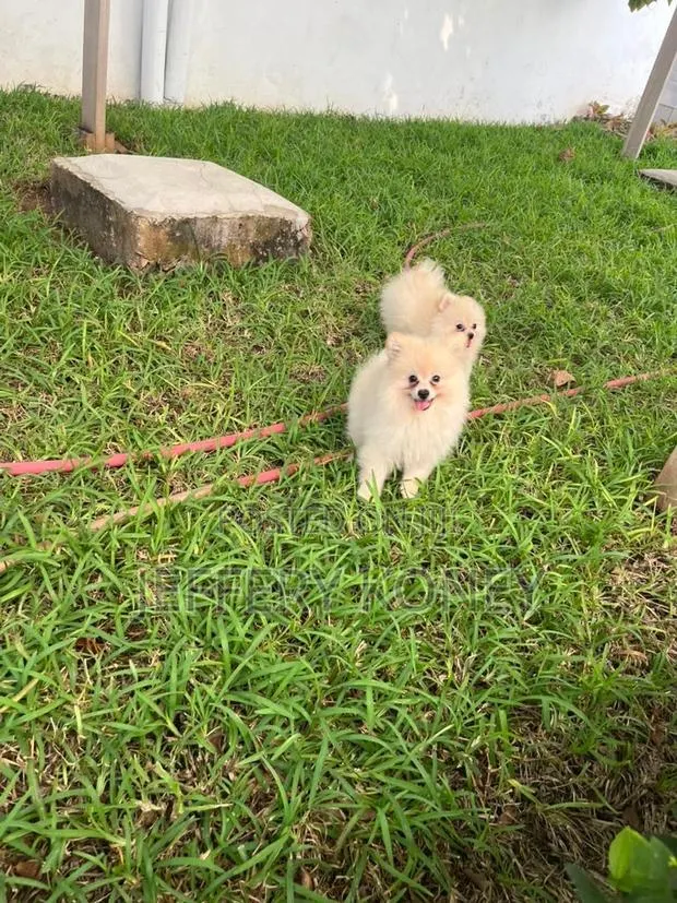 1-3 months Male Purebred Pomeranian · Photo 1