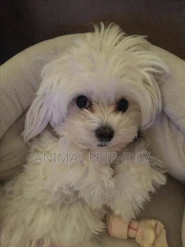 1-3 months Male Purebred Maltese · Photo 1
