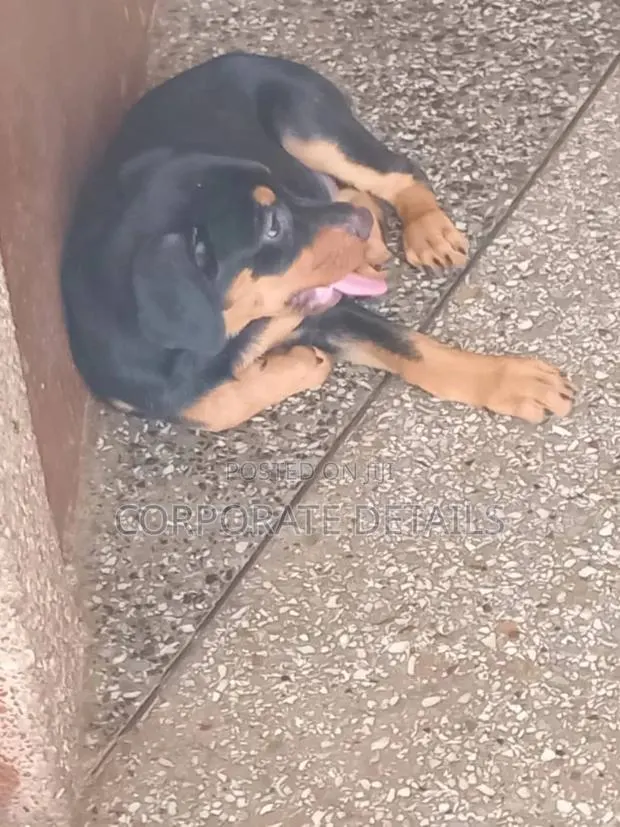 1-3 months Male Purebred Doberman Pinscher · Photo 1