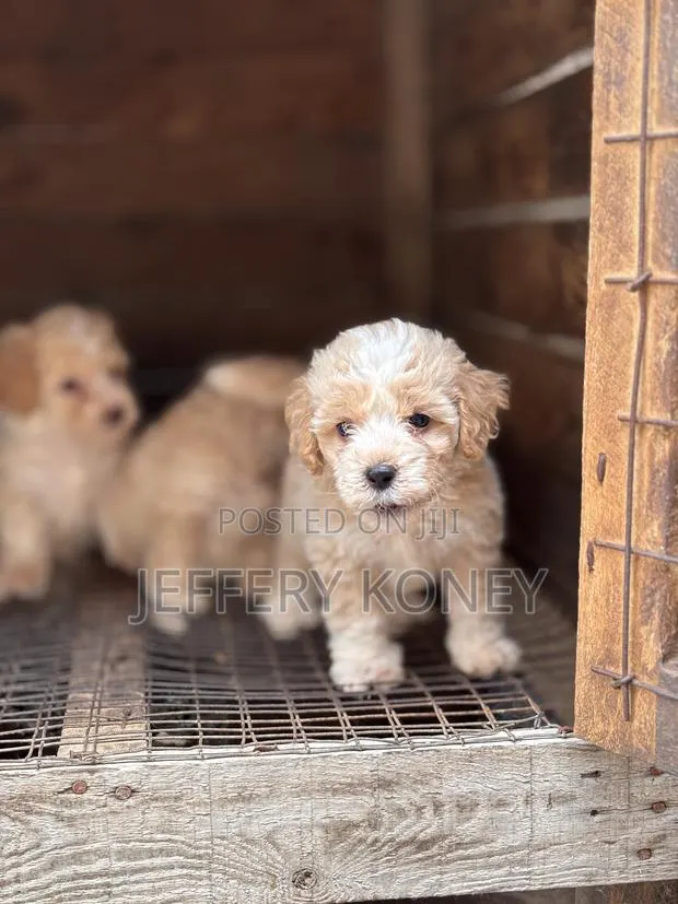 1-3 months Male Purebred Poodle · Photo 1