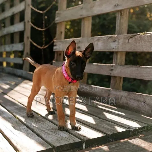 1-3 months Male Purebred Belgian Malinois · Photo 1