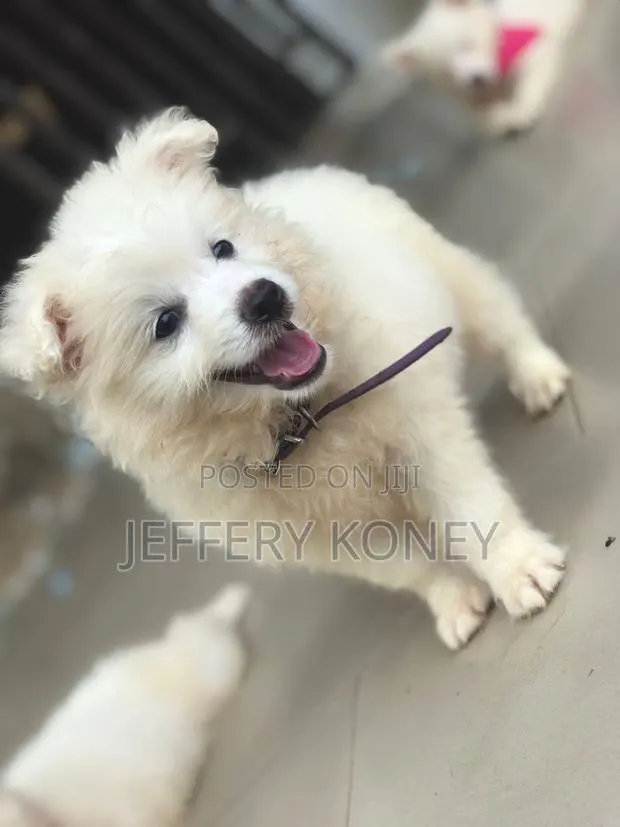 1-3 months Male Purebred American Eskimo · Photo 1