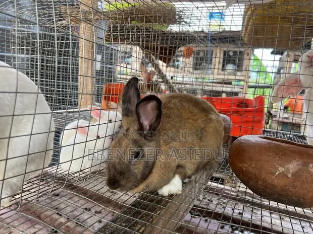 Rabbit Farming Solutions and Training · Photo 1
