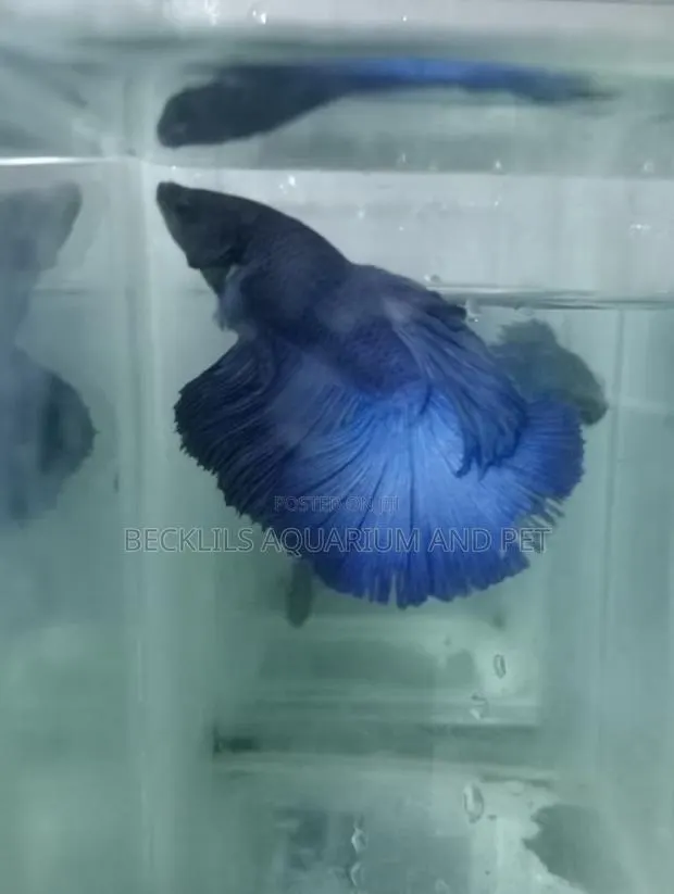Full Moon Betta Fish · Photo 1