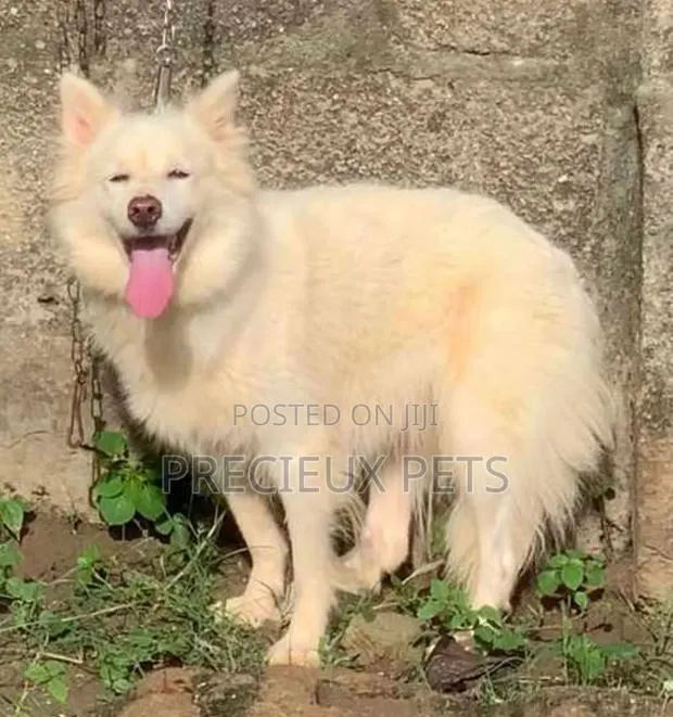 6-12 months Female Purebred American Eskimo · Photo 1