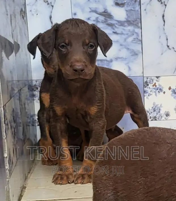 1-3 months Male Purebred Doberman Pinscher · Photo 1