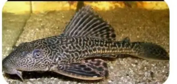Tank Cleaner Fish · Photo 1