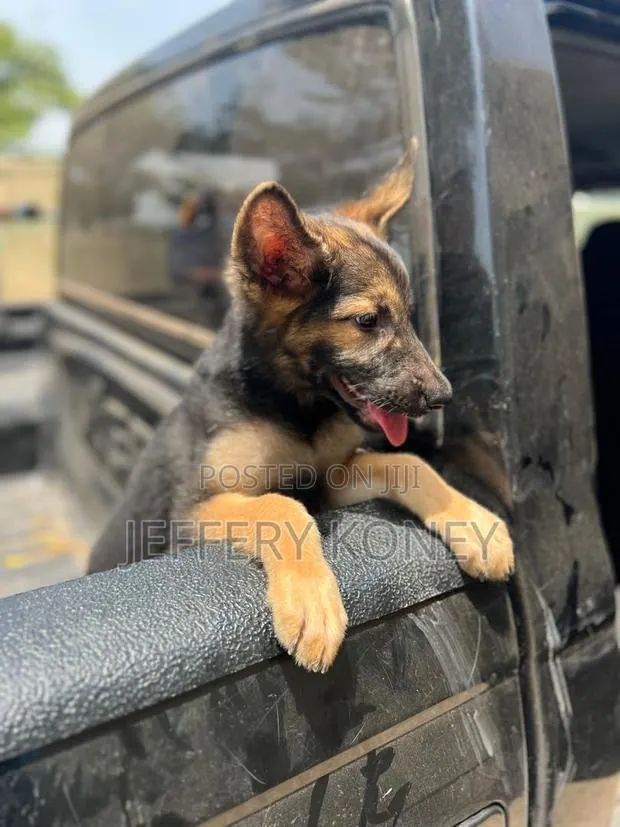 1-3 months Female Purebred German Shepherd · Photo 1