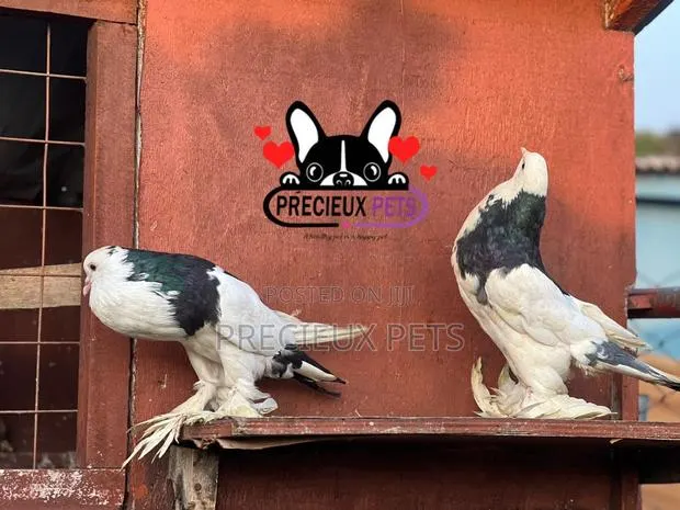 1 Pair of Pomeranian Pouter Pigeons · Photo 1