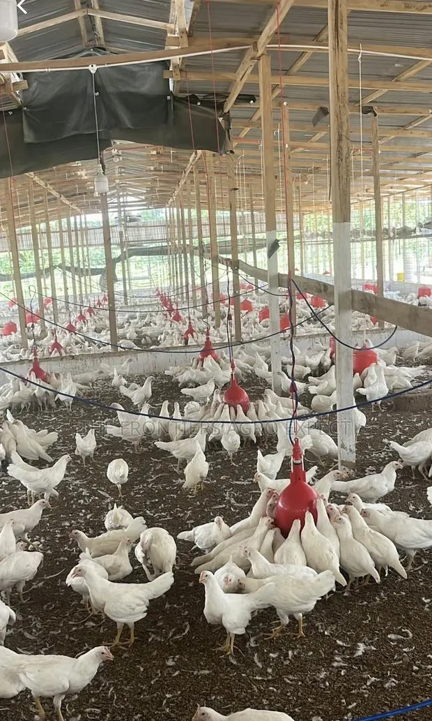 Deep Litter Chicken Coop for Broilers Layers · Photo 1