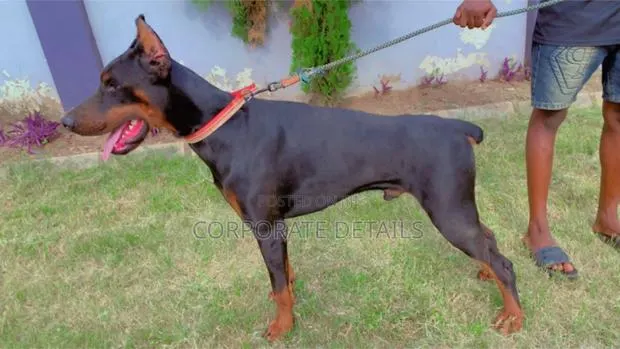 1+ year Male Purebred Doberman Pinscher · Photo 1