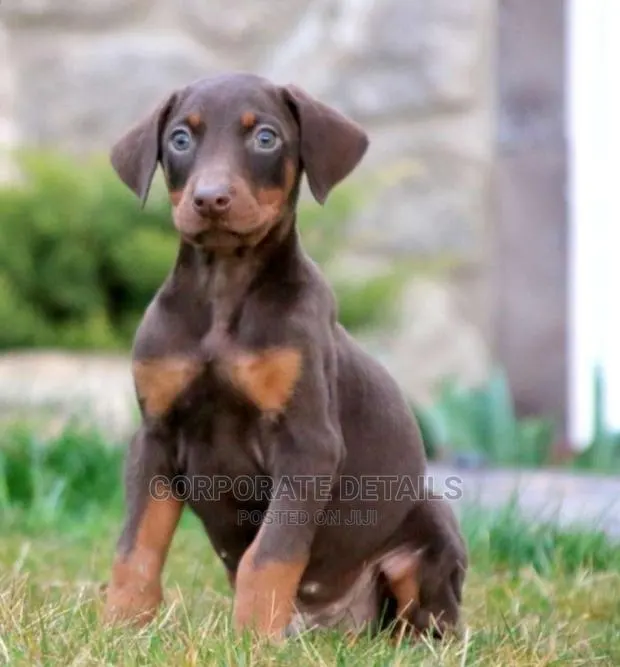 1-3 months Female Purebred Doberman Pinscher · Photo 1