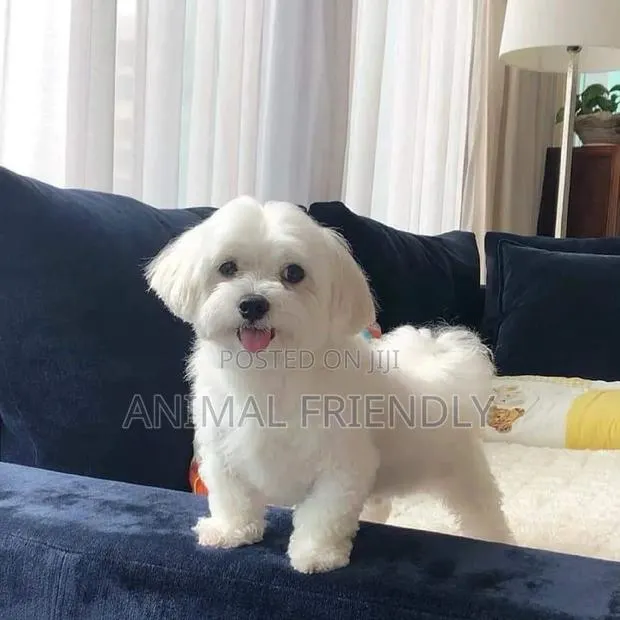 1-3 months Female Purebred Poodle · Photo 1