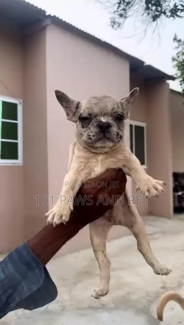 1-3 months Male Purebred French Bulldog · Photo 1