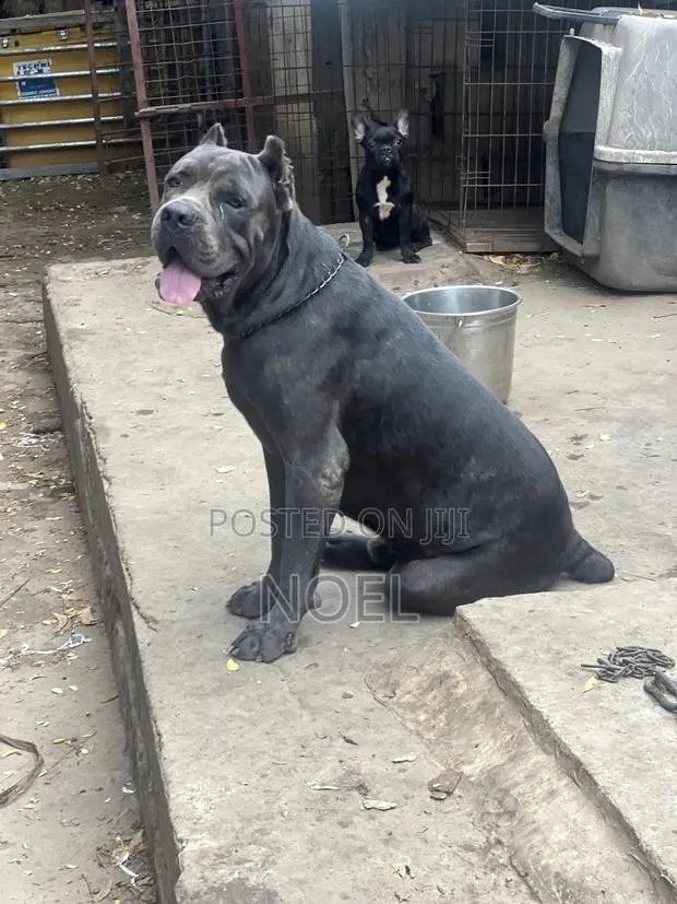 1+ year Male Purebred Cane Corso · Photo 1