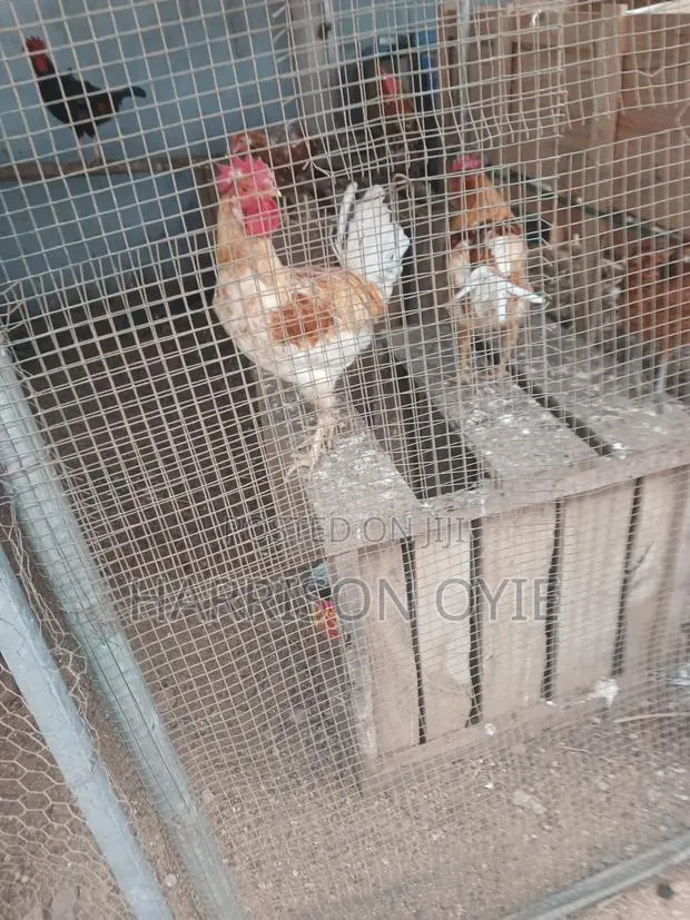 Local Chicken for Sale · Photo 1
