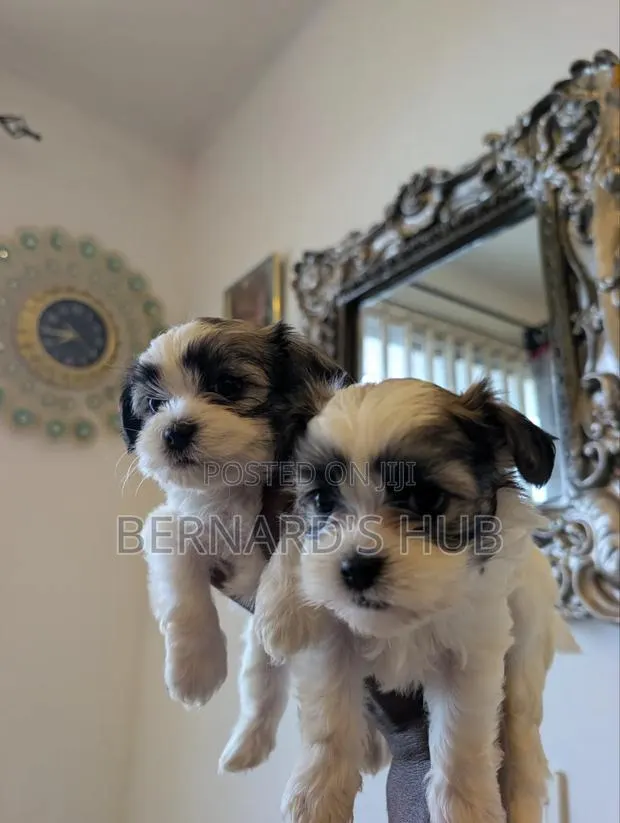 1-3 months Male Mixed Breed Maltipoo · Photo 1
