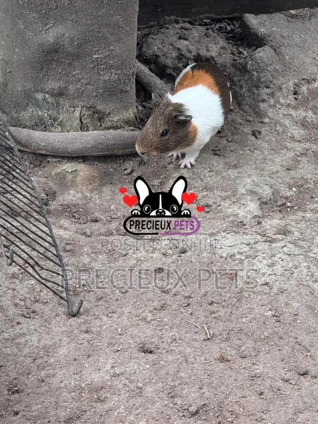 Guinea Pigs · Photo 3