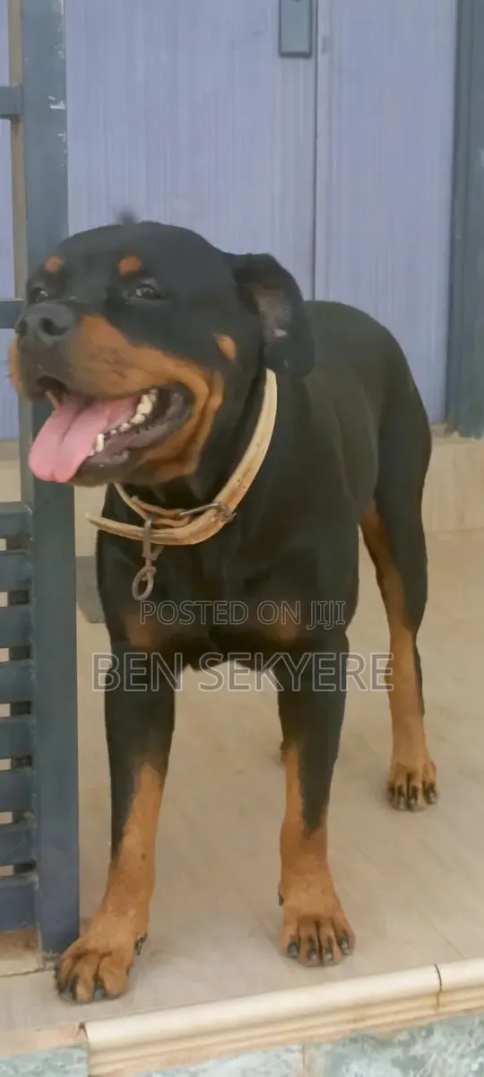 1+ year Female Purebred Rottweiler · Photo 3