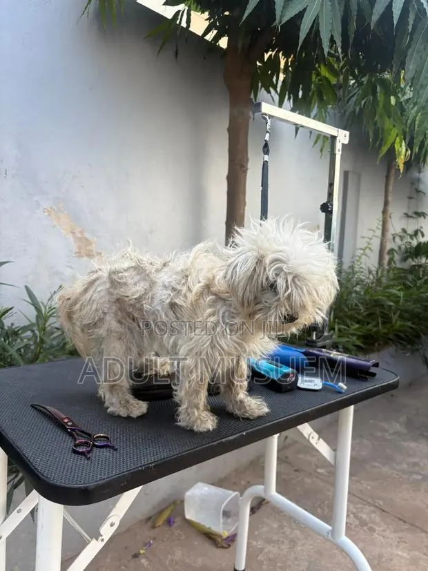Dog Grooming Home Service Accra | Mobile Dog Groomer Ghana · Photo 1