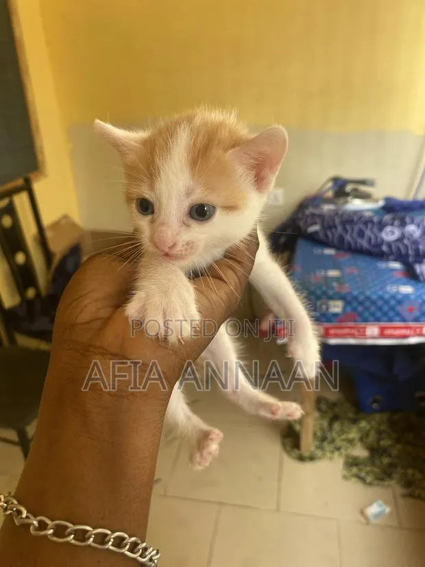 1-3 months Female Purebred local breed · Photo 1