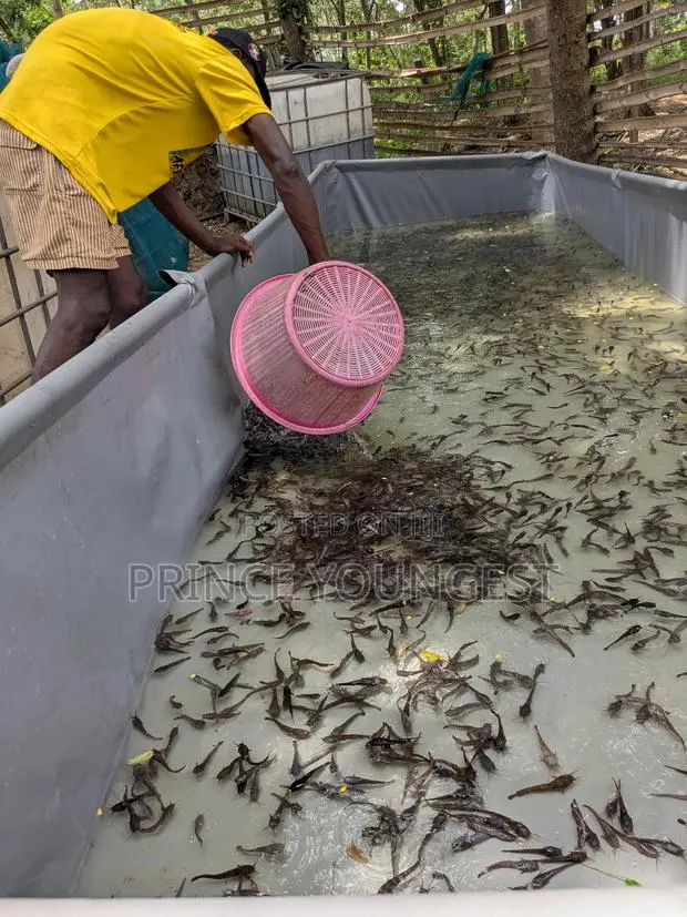 Catfish Juveniles · Photo 1