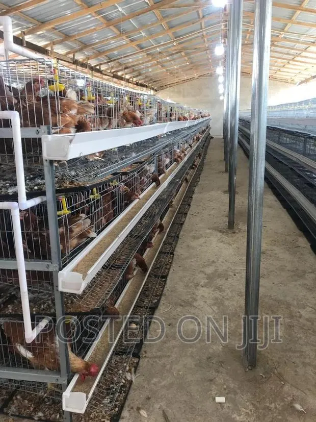 Chicken Cage for Poultry · Photo 1