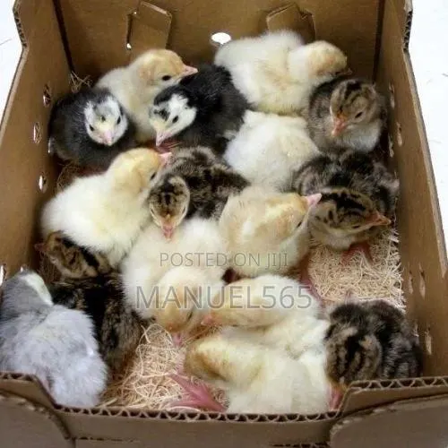 Turkey Poults · Photo 1