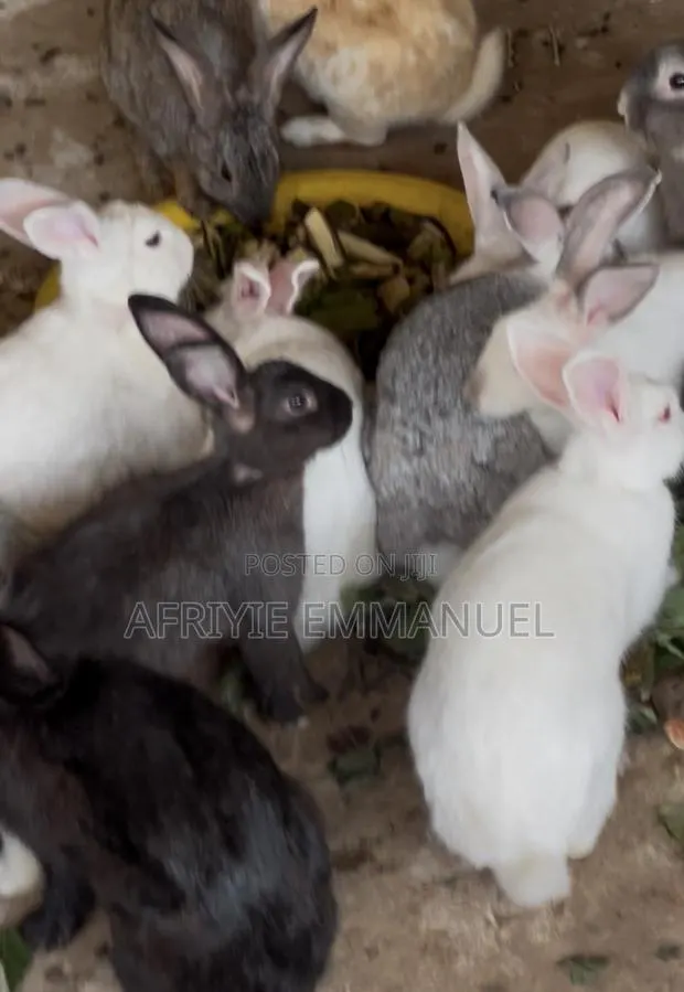 Rabbit for Sale · Photo 1