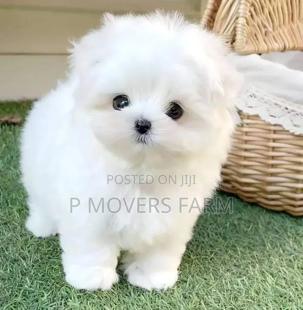 1-3 months Male Purebred Maltese · Photo 1