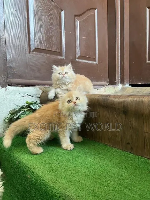 1-3 months Male Purebred Persian · Photo 1