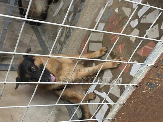 6-12 months Male Purebred German Shepherd · Photo 1