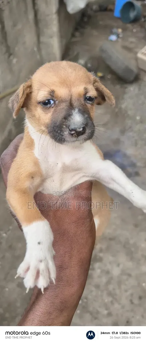 1-3 months Male Mixed Breed Dog · Photo 1