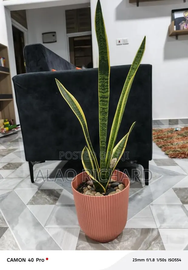 Snake Plant With Pot and Sea Pebbles · Photo 1