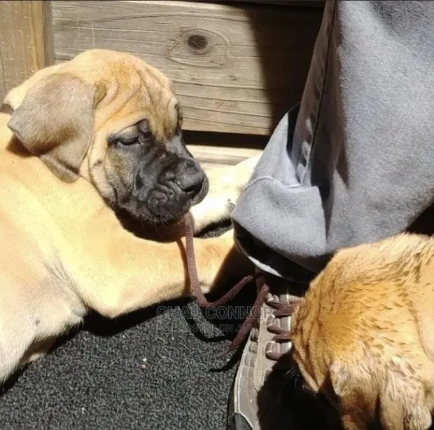 1-3 months Female Purebred Boerboel · Photo 1