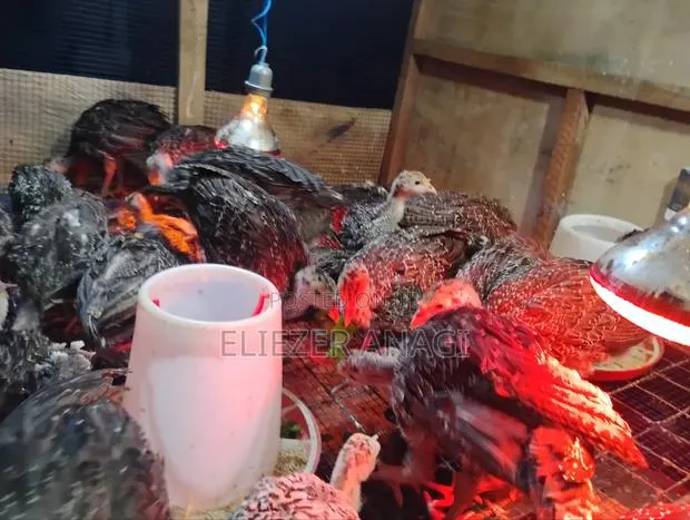 Turkey Poults for Sale · Photo 1