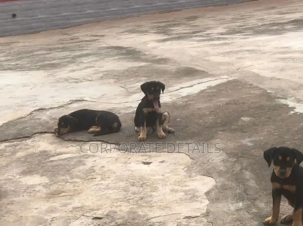 1-3 months Male Purebred Doberman Pinscher · Photo 1