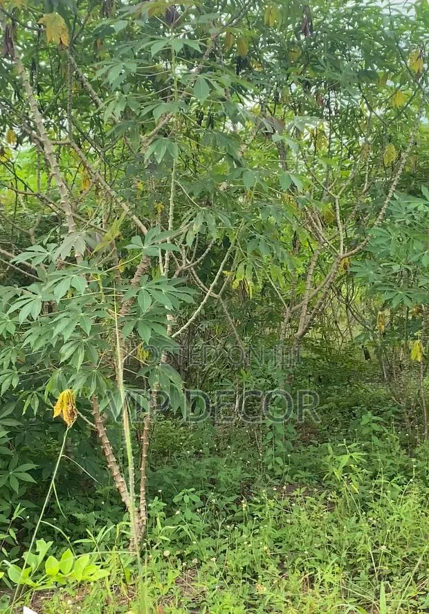 Many Acres of Cassava Available for Ethanol, Gari, Kokonte, · Photo 1