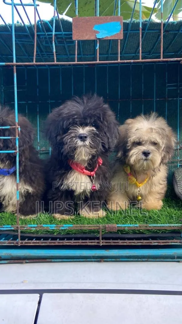 1-3 months Female Purebred Lhasa Apso · Photo 1
