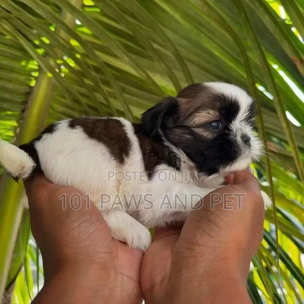 1-3 months Female Purebred Shih Tzu · Photo 1