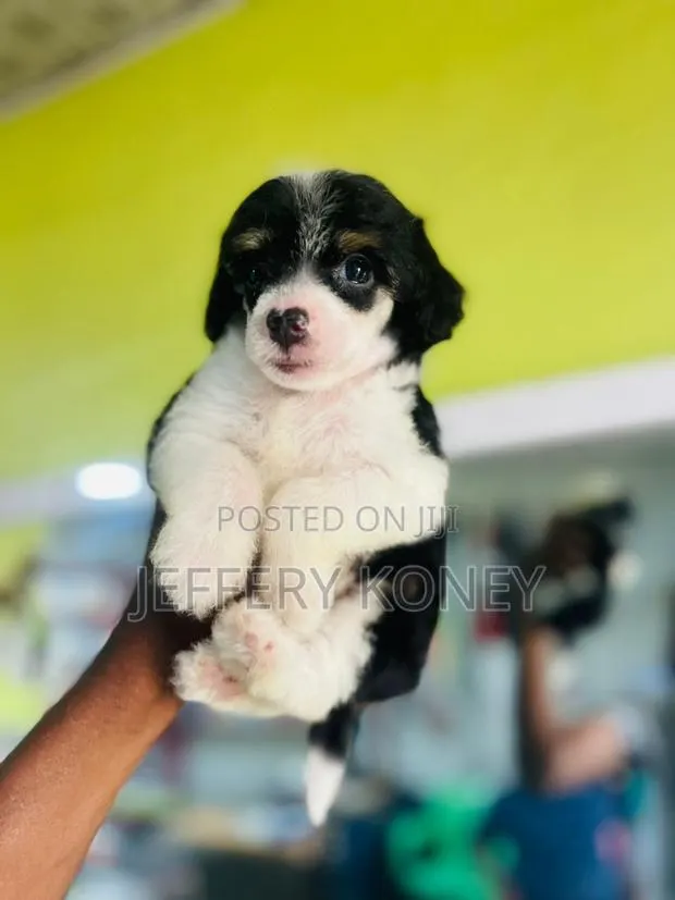 1-3 months Female Purebred Poodle · Photo 1