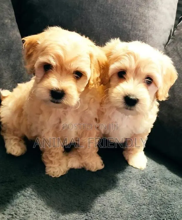 1-3 months Male Purebred Poodle · Photo 1