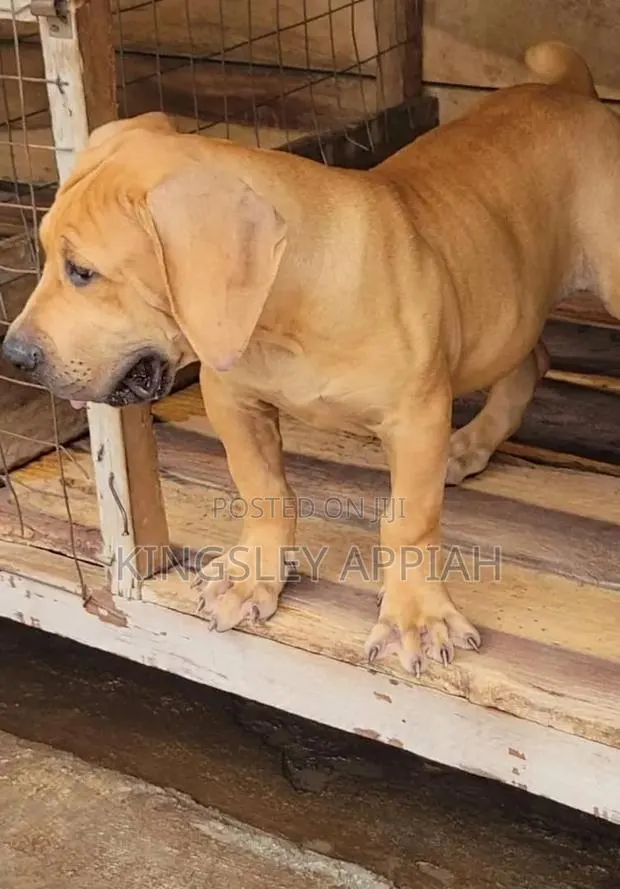 1-3 months Female Purebred Boerboel · Photo 1